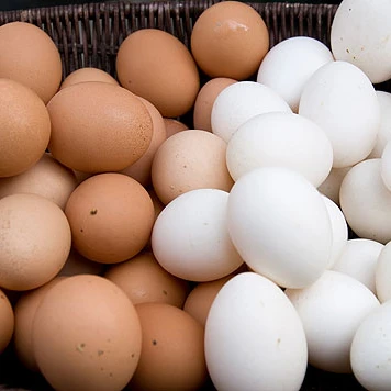 White Fresh Chicken Table Eggs/ Artificial Ostrich Eggs For Sale