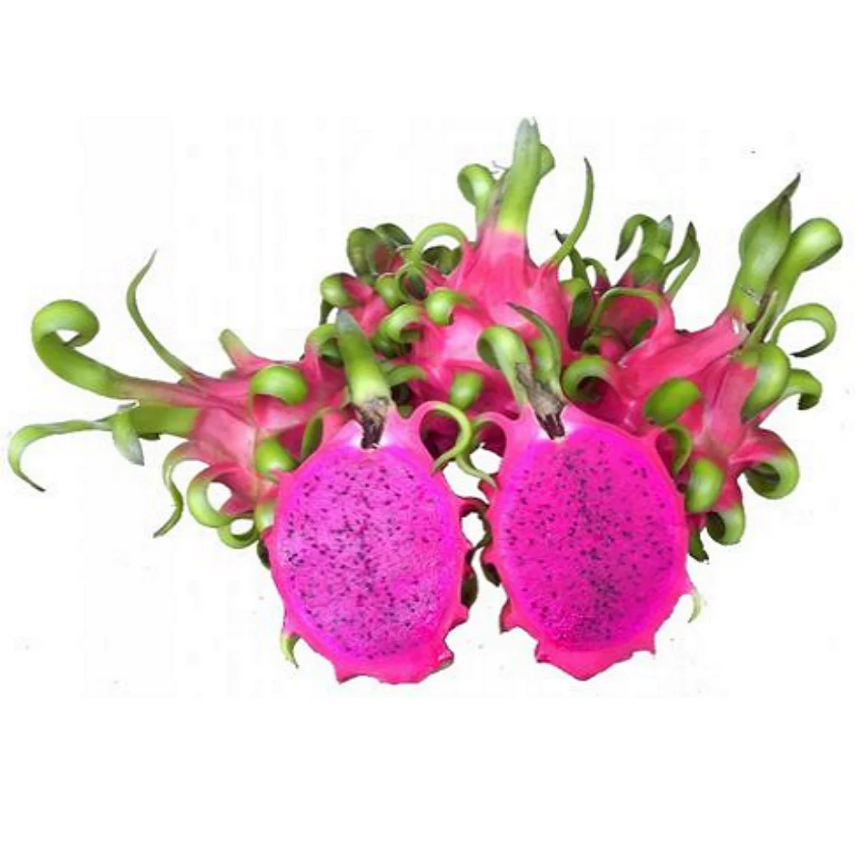 
Vietnam Fresh Pitaya/ Dragon Fruit - Good Quality, Better Price... 