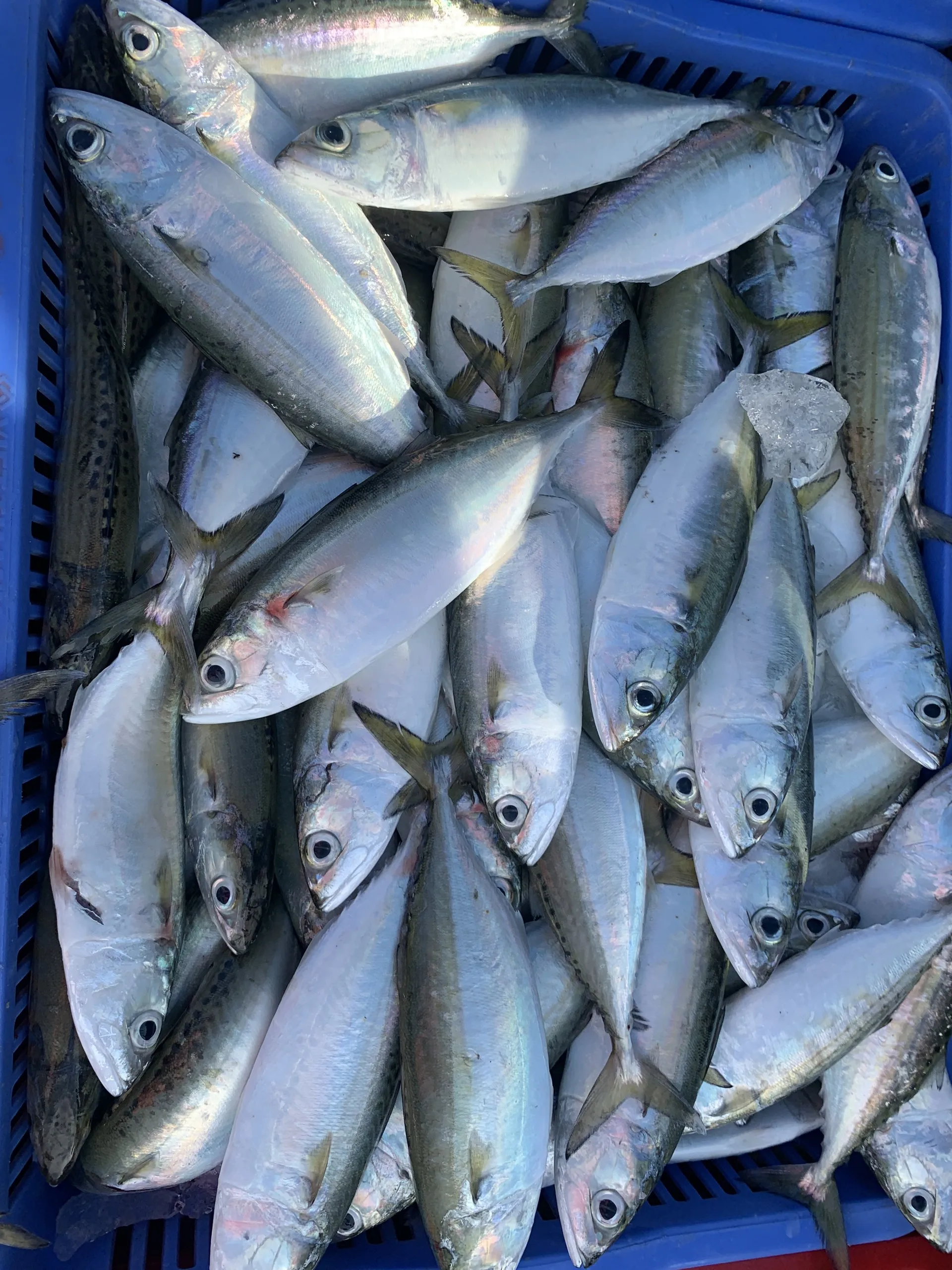 GOOD PRICE FROZEN SHORT BODY MACKEREL AVAILABLE