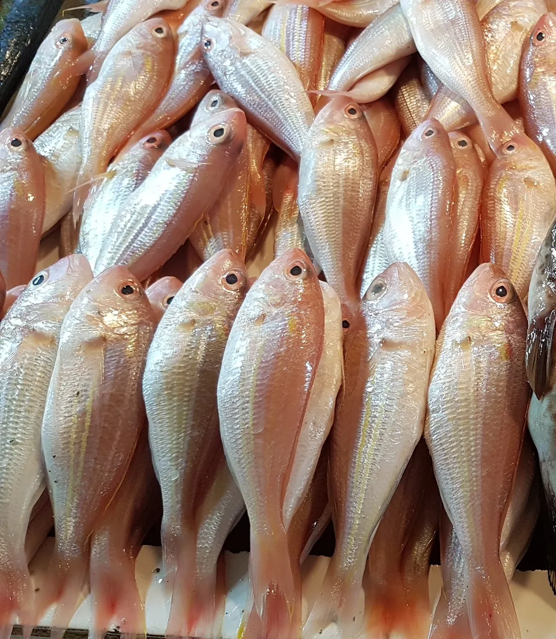 GOLDEN THREADFIN BREAM FISH/HIGH QUALITY AND BESR PRICE (Thai Lien Company, Ms Phuong: +84789196389)