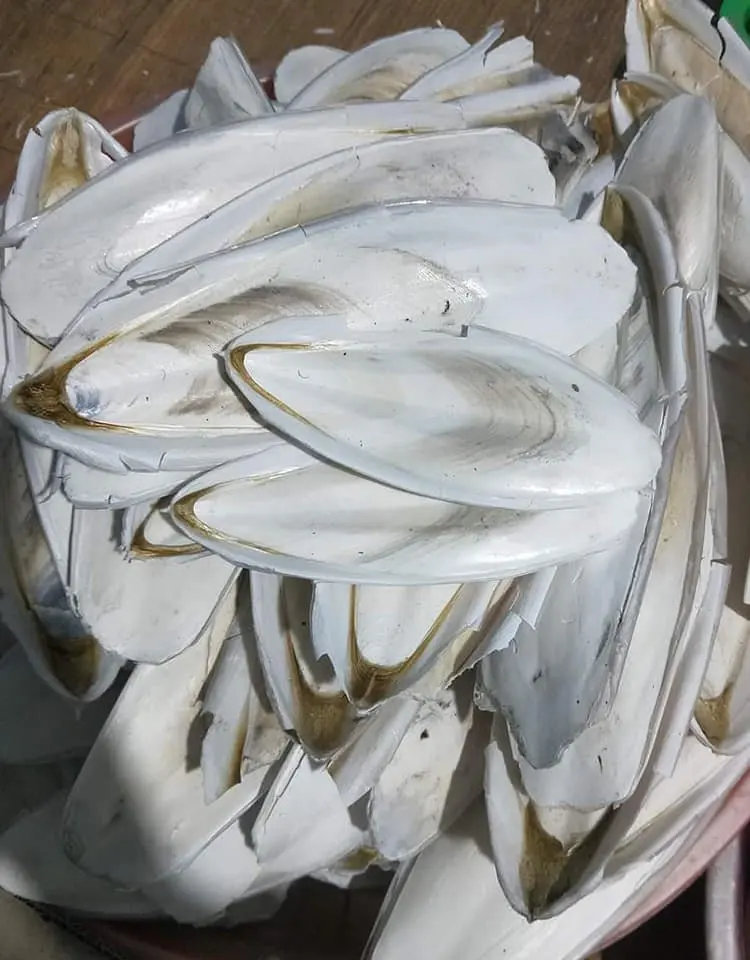 Лучшая цена на кости для морской слепки горячая Распродажа контакты Ms Sandy + 84 587 17 сушеные Премиум-качества птиц