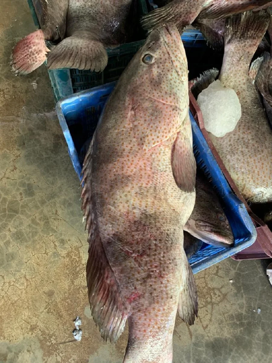 Brown Spot Grouper  Fish Fresh Premium Quality Bangladeshi Origin Hamour  Size 1-2KG 2-5KG 5-10KG per Piece