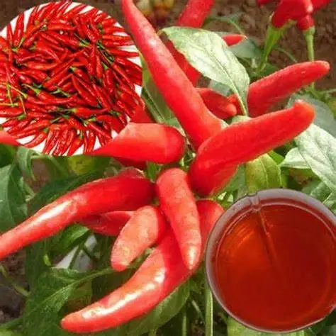 Factory supply Plant Extract Food Grade Paprika Oleoresin (Capsanthin) Oil Soluble Capsicum Oleoresin