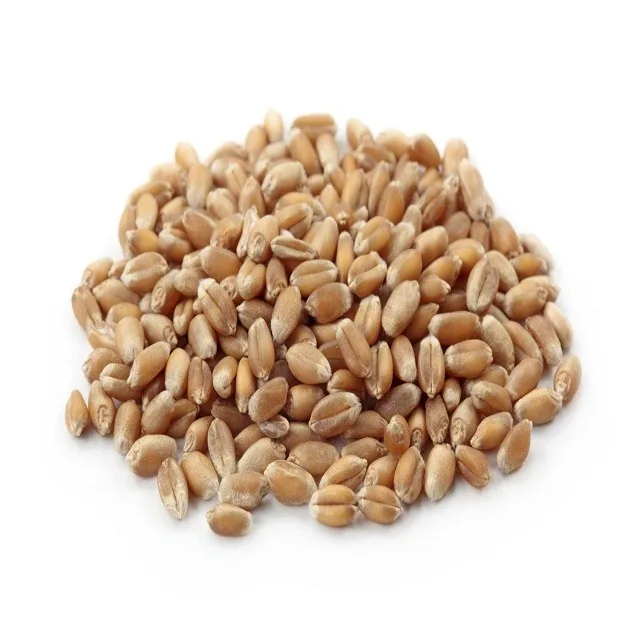Whole Wheat For Processing Wheat Grains for Multi Purpose Available at Best Wholesale Rate