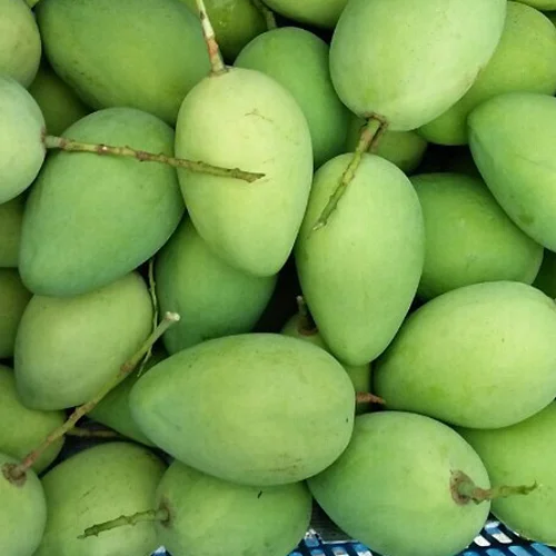 Wholesale Price Fresh Green Cat Chu Mango Fresh Mango Shipping From Viet Nam 2021