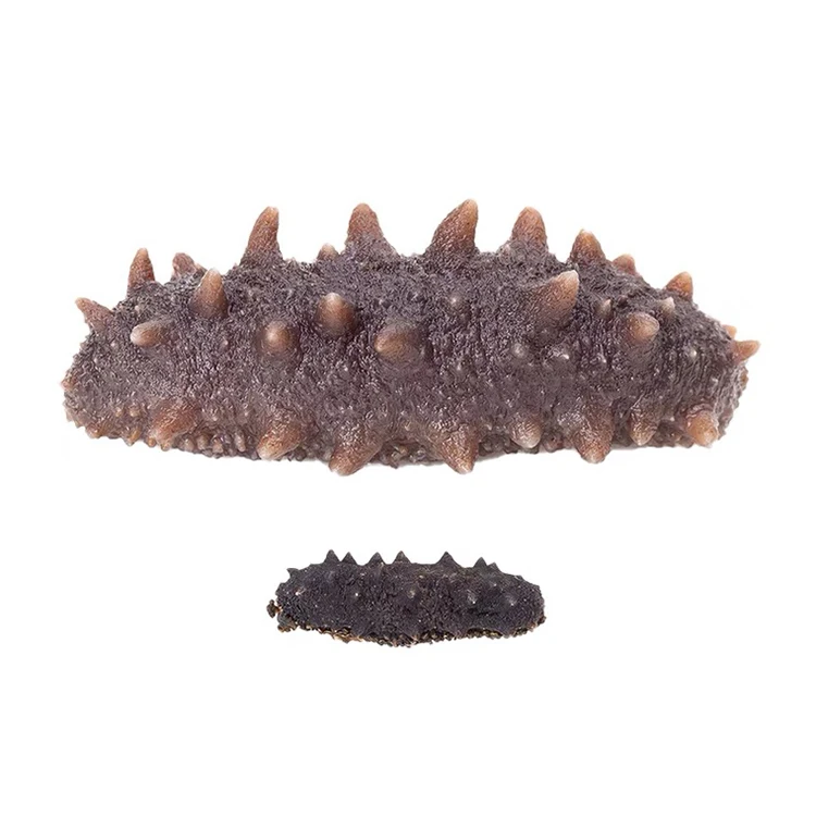 Greece Dried Wild sea cucumber Simonfish Amsterdam High Quality Sea Cucumber For Sale greek polii tubulosa