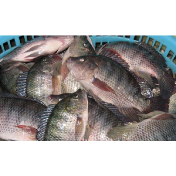 TILAPIA GS