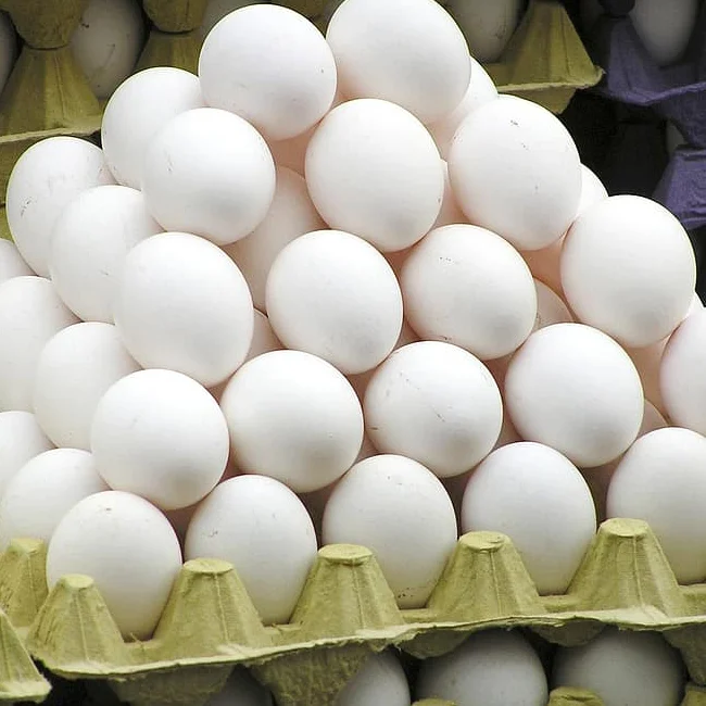 Свежие белые куриные яйца для продажи
