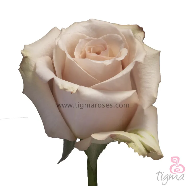 Эквадор Роза P свежий натуральный цветок длинный стебель резка розы для оптовой продажи и свадьбы от Tigma