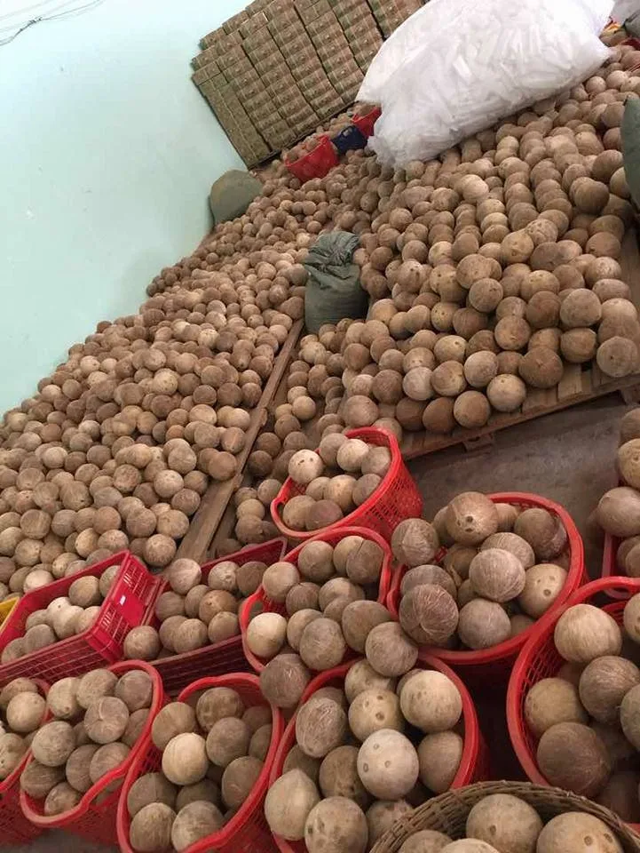 High Quality Fresh Mature Coconut From Vietnam With Competitive Price