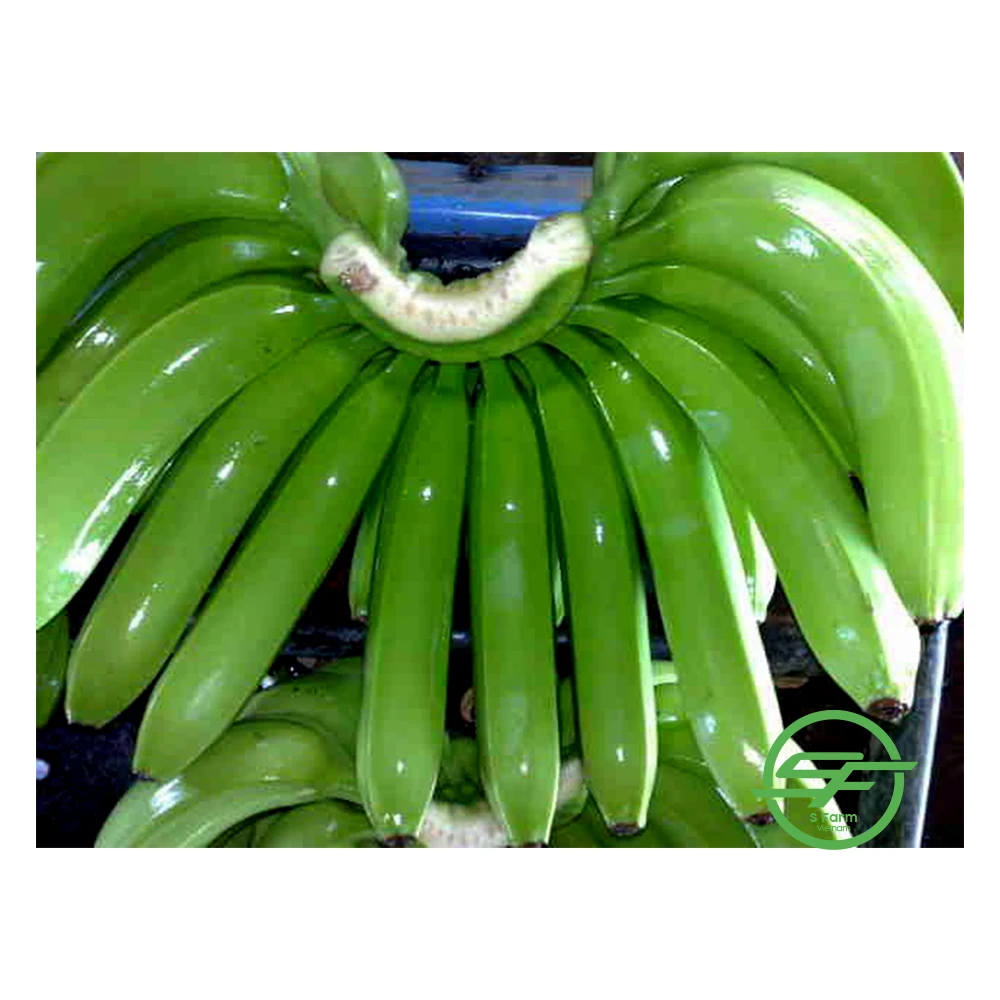 Упаковочные коробки новая цена 2021 свежий банан Cavendish из Вьетнама