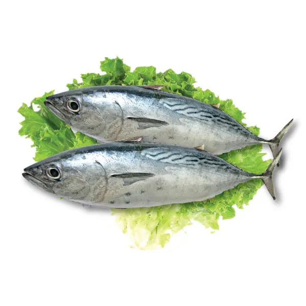 FROZEN BONITO TUNA W/R/FISH/SEAFOOD