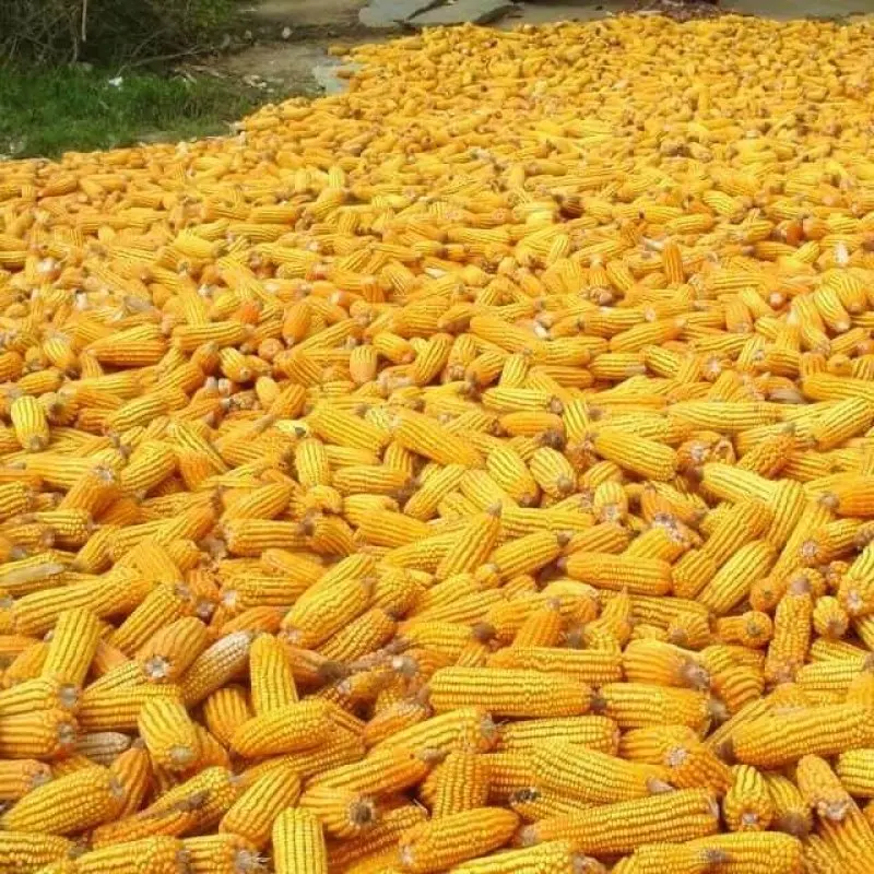 Yellow Maize Corn For Animal Feed & Human Consumption /Top Selling Non GMO Yellow Maize/Corn Available