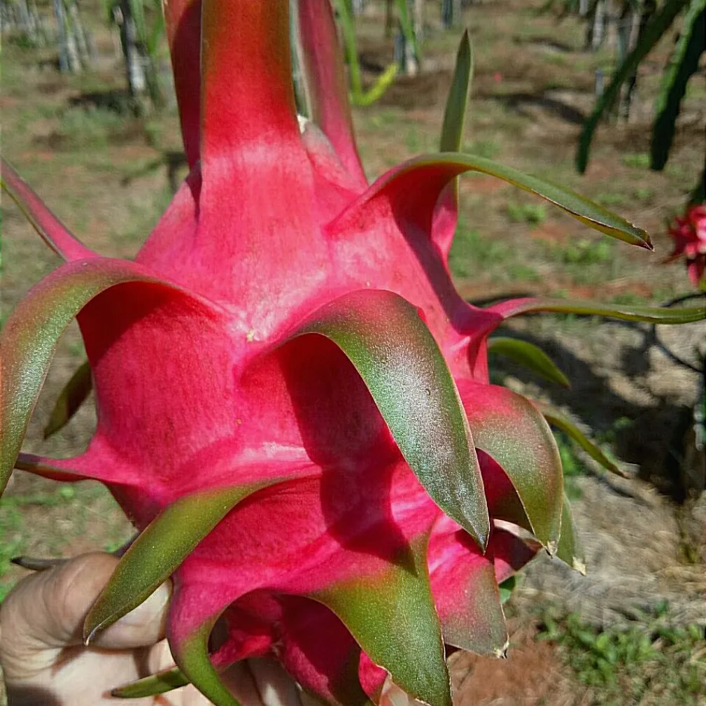 Премиум, высокое качество, чистое сельское хозяйство, глобальный зазор, привлекательная цена свежий белый дракон (Pitaya/Pitahaya) из Вьетнама