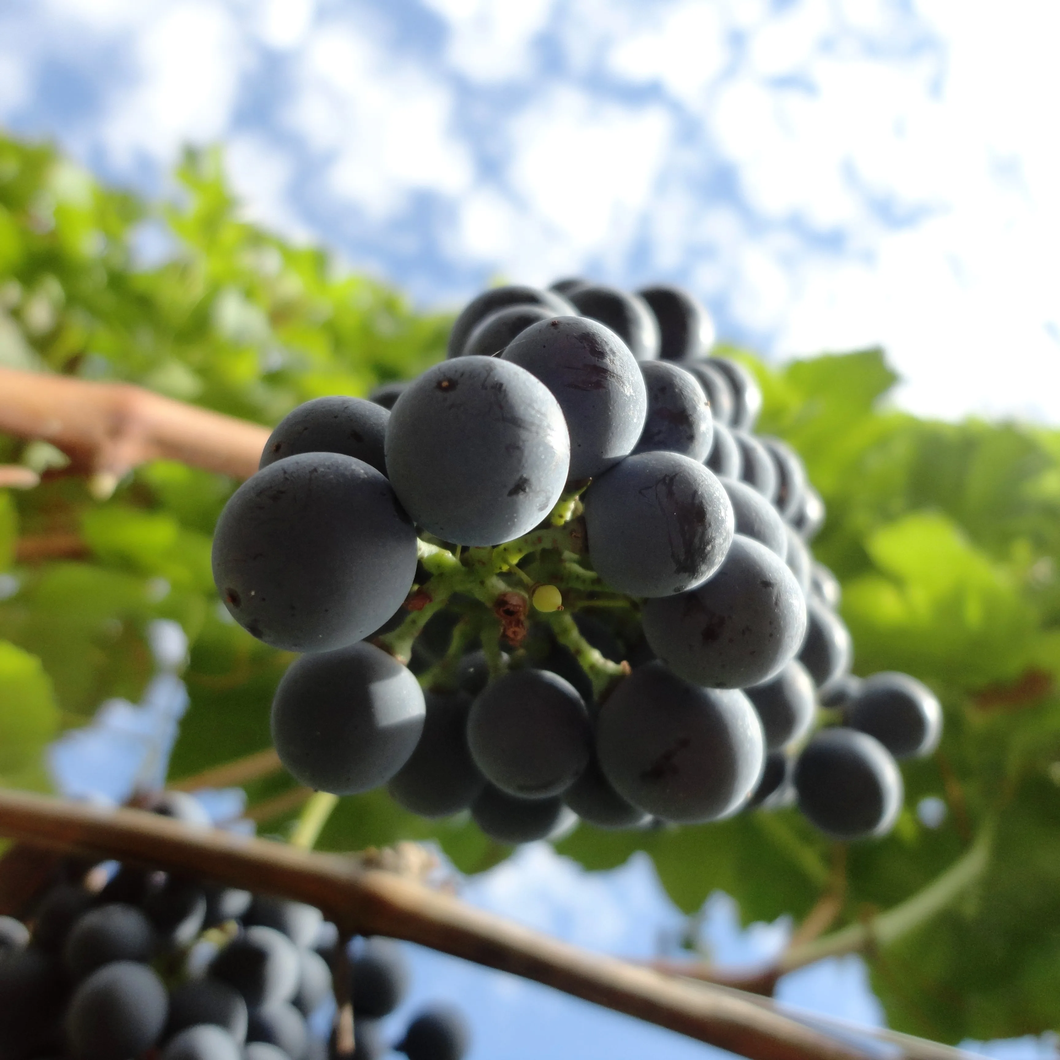 Premium quality REFOSCO DAL PEDUNCOLO ROSSO Igt 75cl Vigna Petrussa Italian Red Wine for restaurant wine bar private client