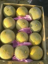 FRESH Sweet melon