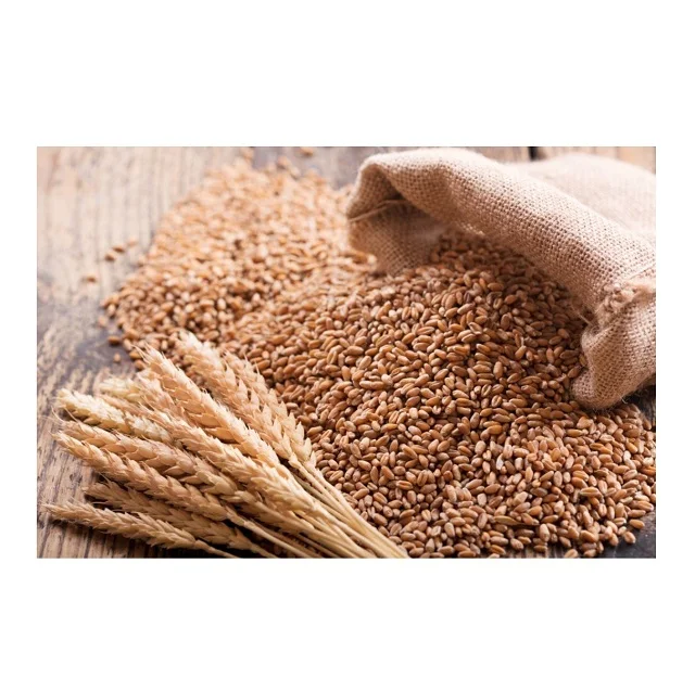 Top Quality Wholesale Price Of Organic Wheat Grains