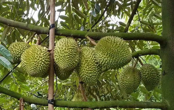 Замороженный дуриан общий тип культивирования свежий Ri 6 экспорт сделано в Вьетнаме коробка упаковка Натуральный Вкусный