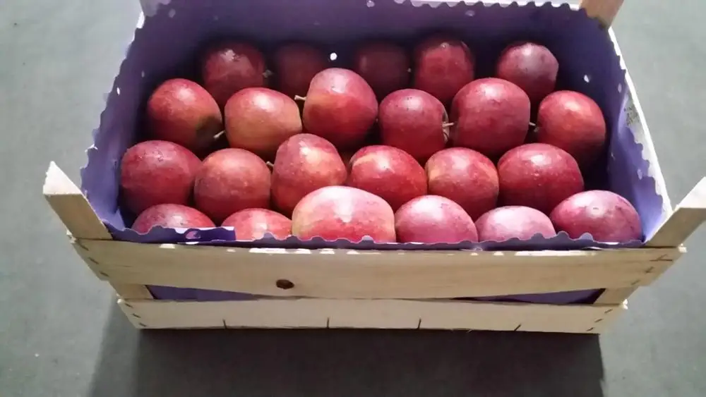 Fresh Apples RED JONAPRINCE