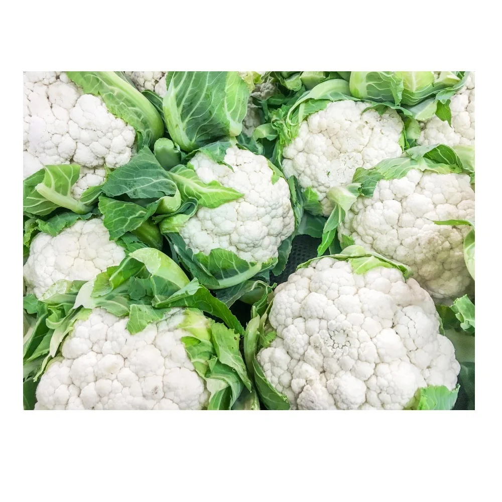 100% Maturity Organic Fresh White Cauliflower 90cm Size Super Big High Quality New Crop From Vietnam