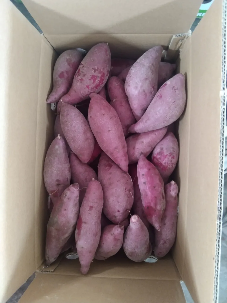Sweet Potato ( Purple) Cultivation Fresh 100% Maturity Newest Crop Organic Purple Sweet Potato from Viet Nam