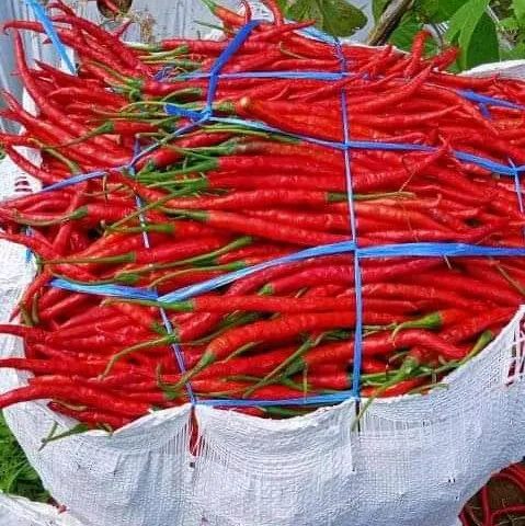 FRESH CHILI SIZE 10-12 CABE KERITING | Indonesia Origin