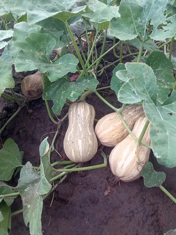 
FRESH RED PUMPKINS YOUNG PUMPKINS BABY PUMPKINS 