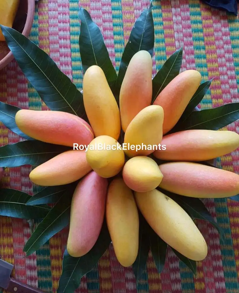 
Premium Mahachanok Mango -Thailand Royal sweet Mango 