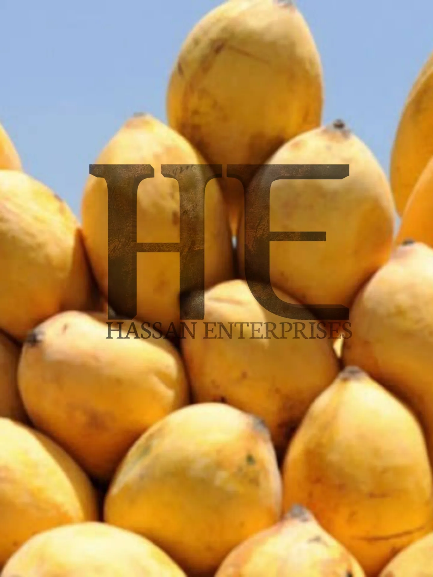 Sindhri Mango Specially In Pakistan Export