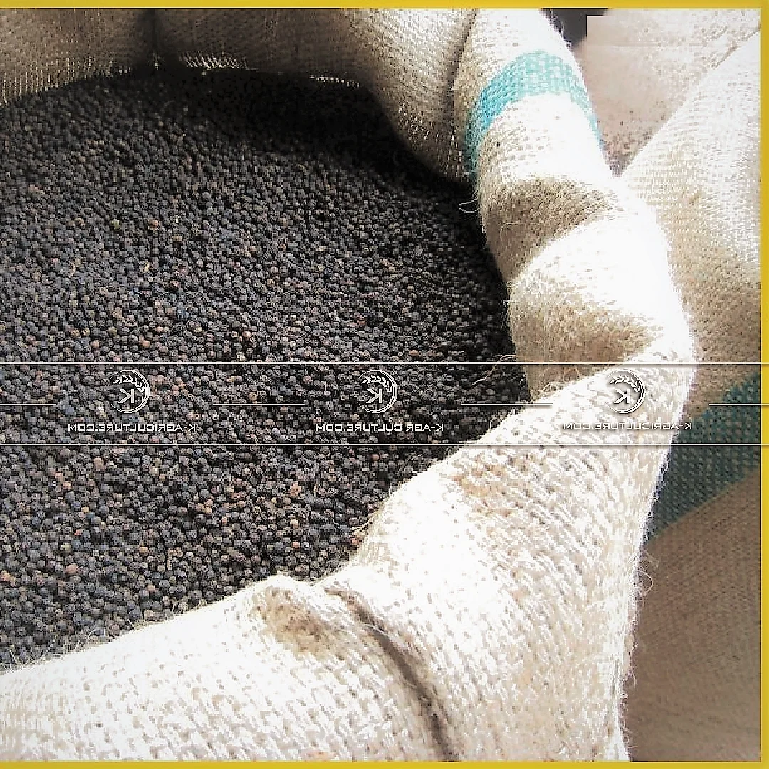 vietnam black pepper ready to ship from vietnam best price in bulk