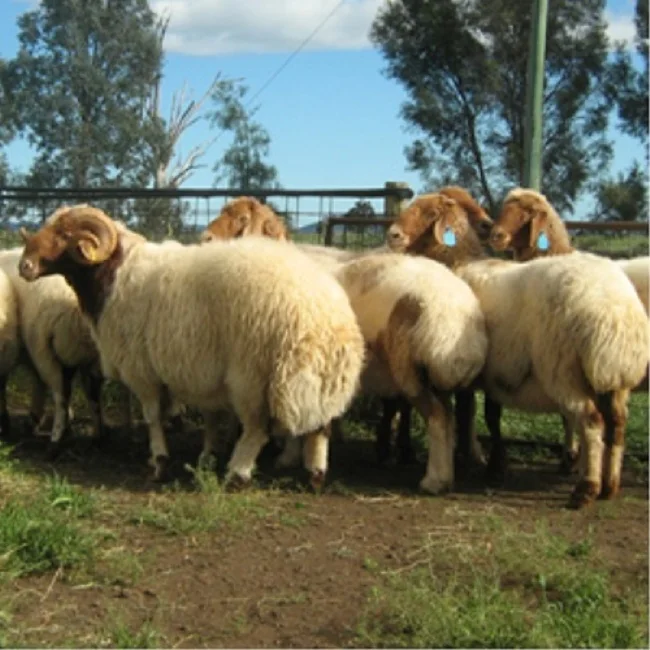 
Dorper Ewe Sheeps and Lambs For Sale 