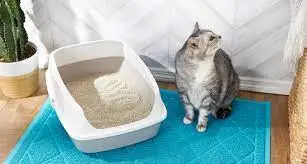 CASSAVA SAND CAT PRODUCT TAPIOCA CAT LITTER FROM TAPIOCA STARCH BIO BASED CAT PRODUCTS