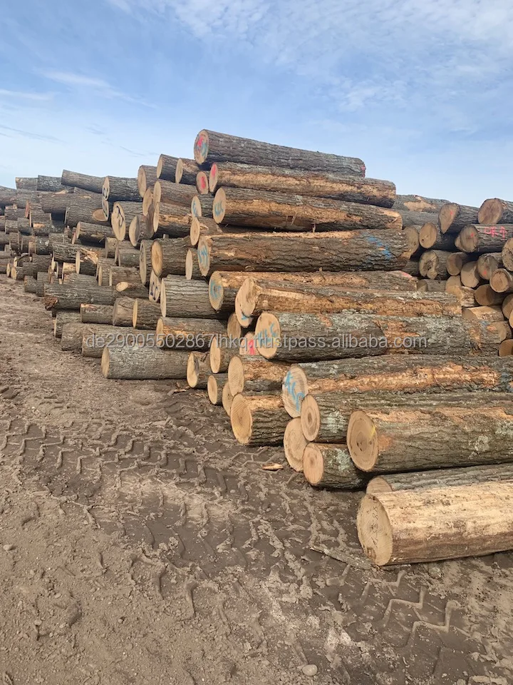 Red Oak Saw Logs 0725.jpg