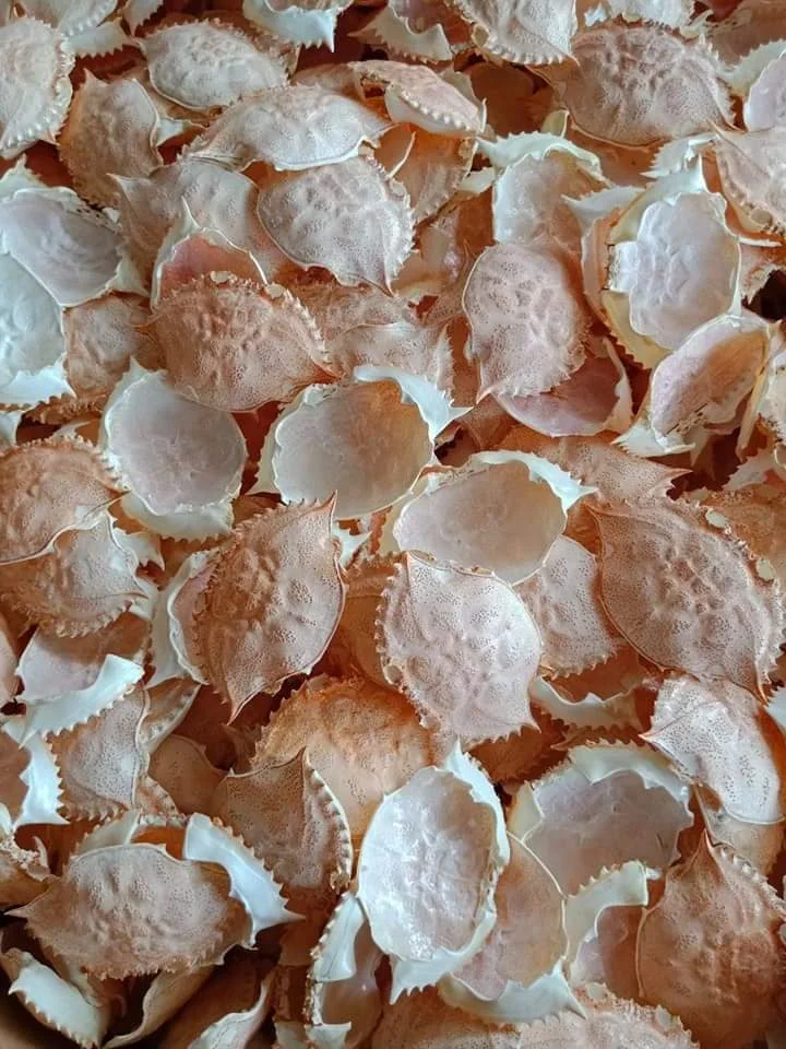 DRIED CRAB SHELL FOR FOOD STUFFED - RESTAURANT - CARTERER CRAB SHELL
