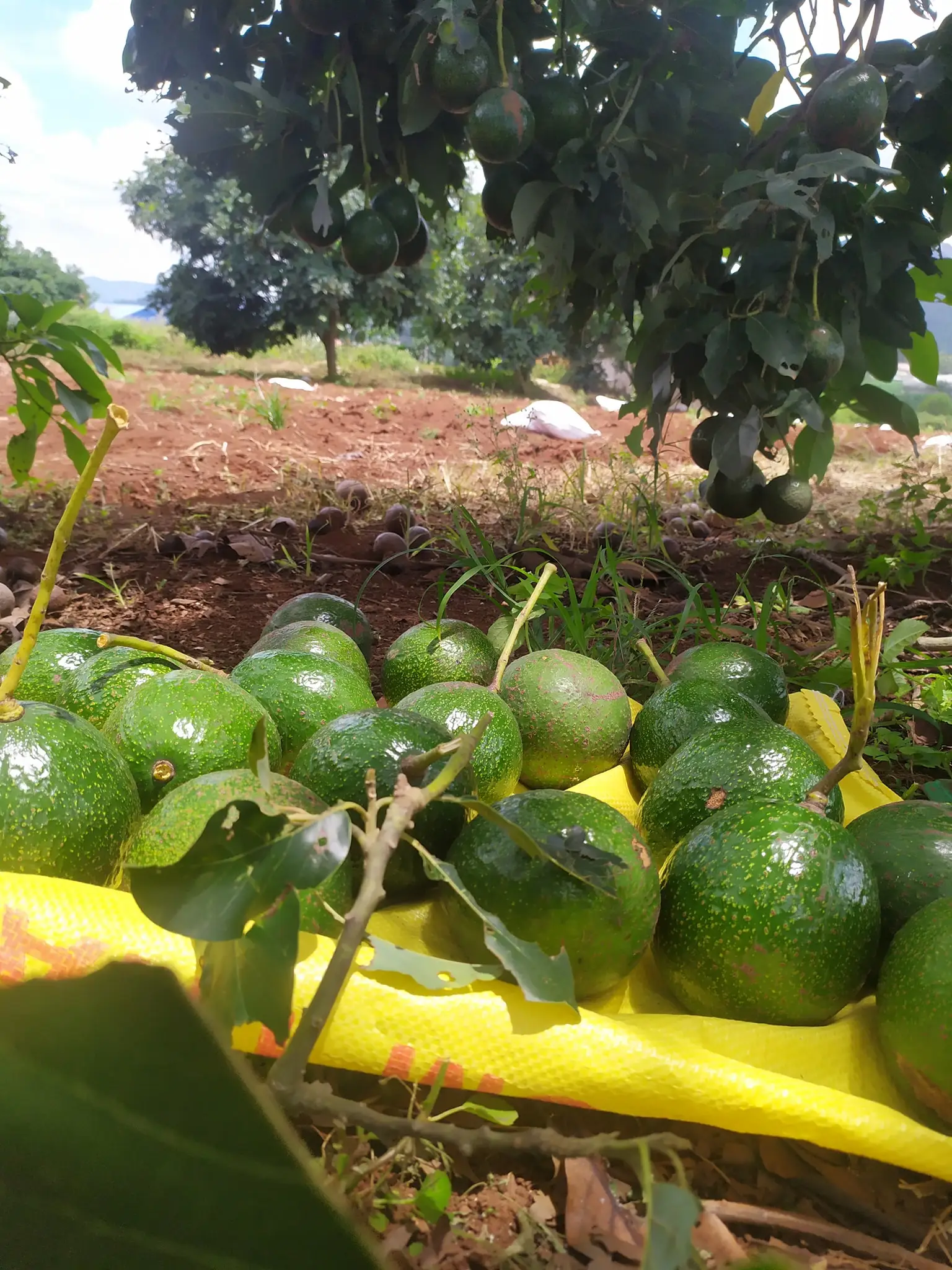 Стенд авокадо 7 свежий HASS FUERTE