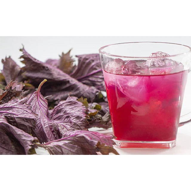 Fresh Vietnam Beefsteak plant / Best quality for wholesale / Quick response and cheap price