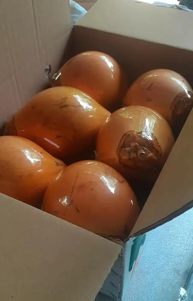 Цейлонский кокосовый орех по лучшей цене свежеочищенный из Шри-Ланки