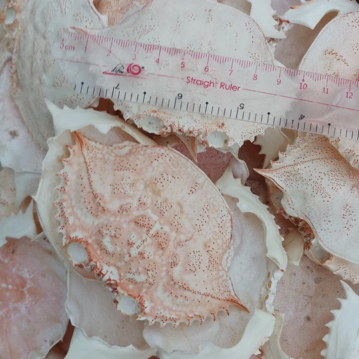 Shrimp shell- Crab shell- Chitosan- Chitin with best price Holiday