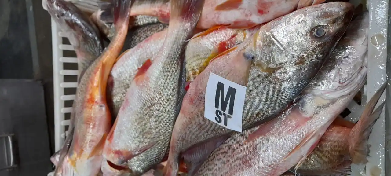 Замороженный желтый Крокер (MICROPOGONIAS FURNIER) поставка рыбы оптом