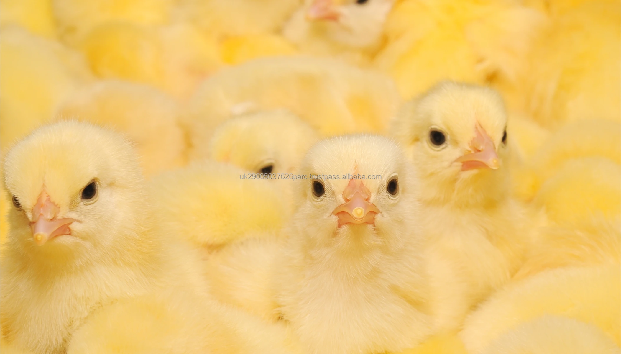 Hatching Broiler Chicken Eggs