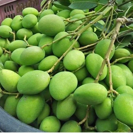 Globally selling Low Prices Fresh Green Sour Light Small Mango Fruit