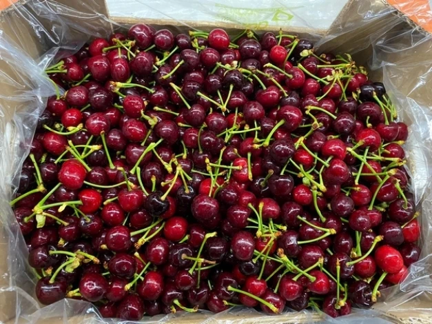 PREMIUM ITALIAN SWEET AND RED APULIAN CHERRIES FOR SALE