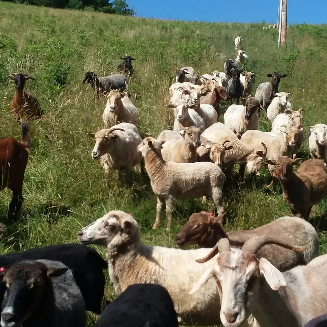 live sheep Awassi for sale