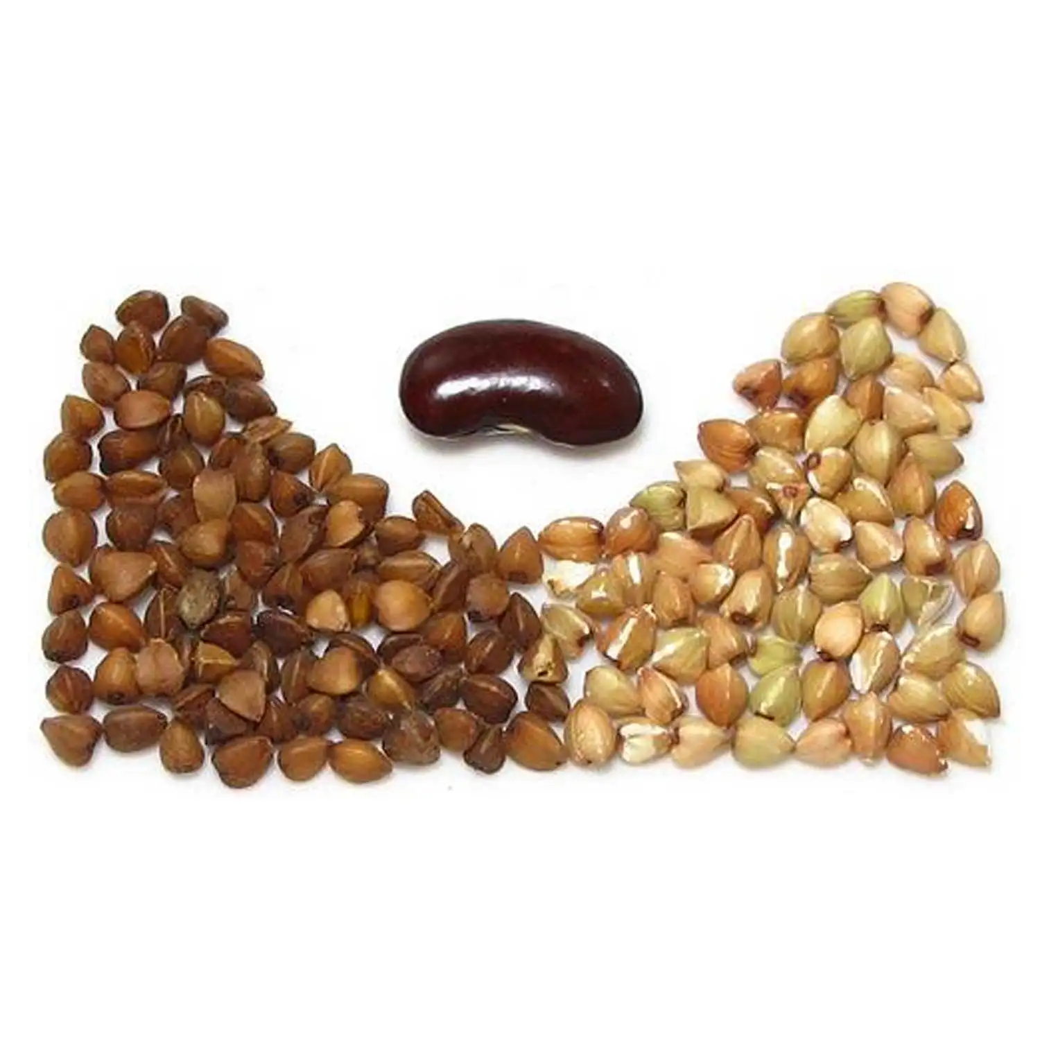 Гречневая гречиха оптовая продажа Высококачественная по лучшей цене