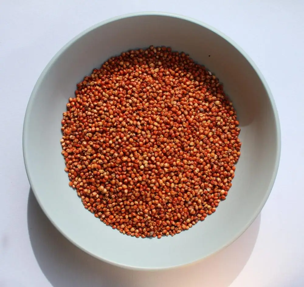 
High Quality Red Sorghum Available at Attractive Price 