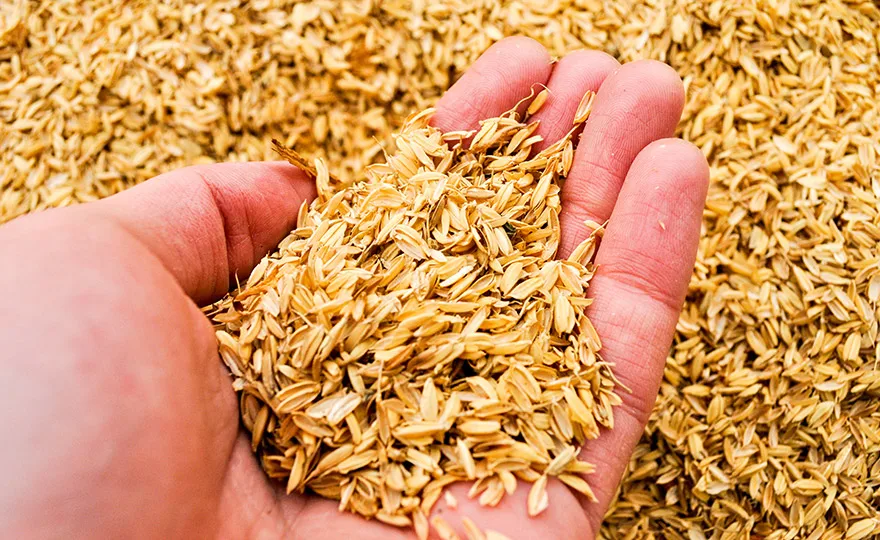  Вьетнам рисовая шелуха Лидер продаж отличный выбор для клиентов соответствует стандартной продукции