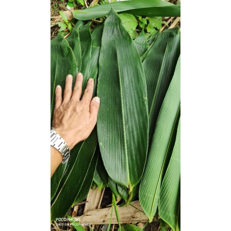 BAMBOO FENCE / BAMBOO TRELLIS FROM VIET NAM WITH BEST PRICE - HOT SALE FROM NAVALO - 2023 - INDOOR FURNITURE