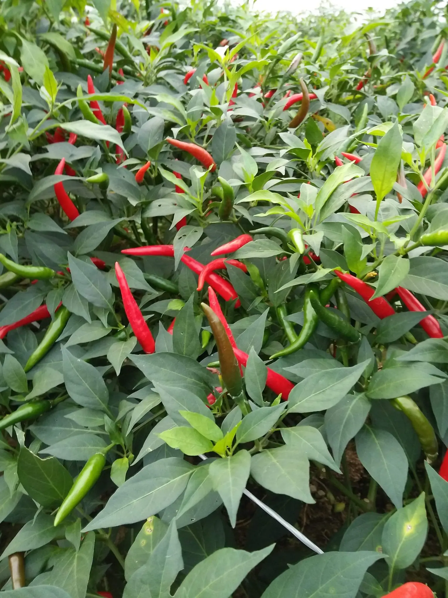 Spicy Celestial chili - 100% Natural Celestial chili made in Viet Nam Export Spicy Wholesale 2021 Newest crop