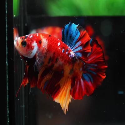 Рыба бета-бета из живой полулуны