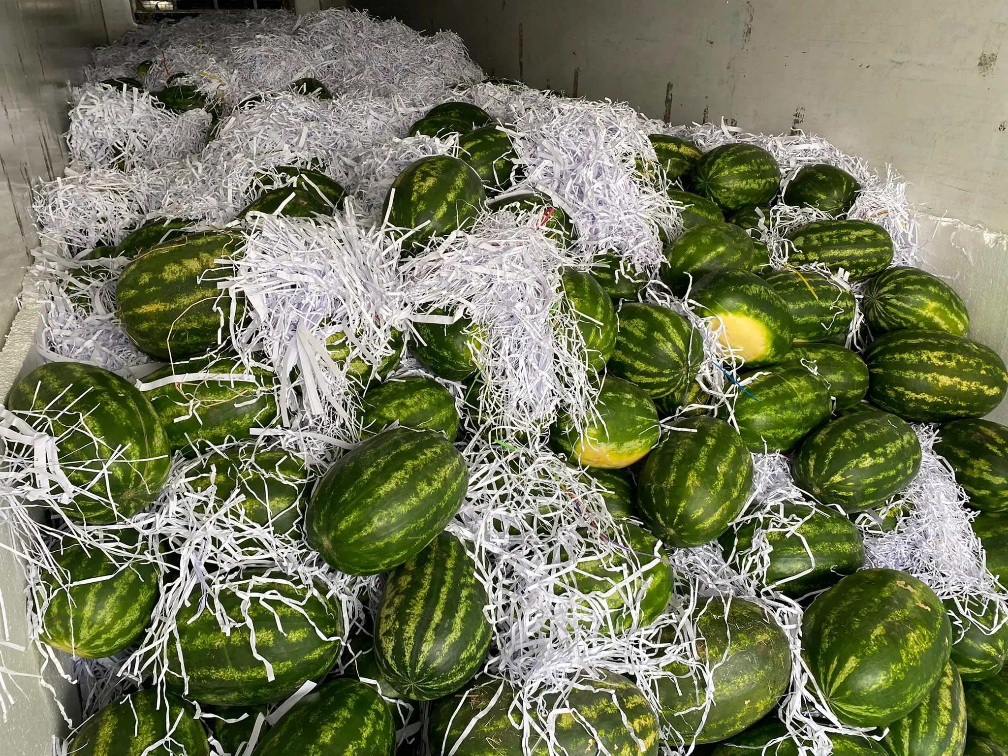 WHOLESALE TURKISH TOP QUALITY SWEET JUICY WATERMELON